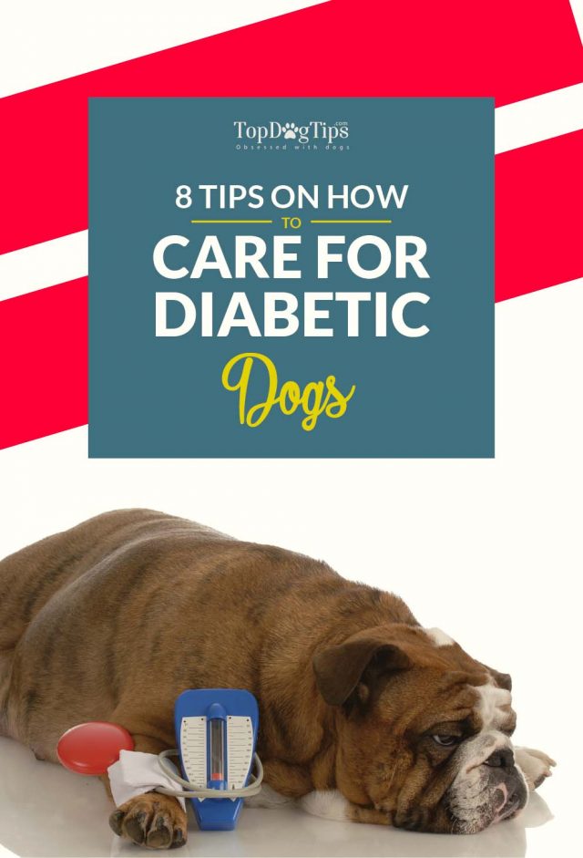 8 Expert Tips on How to Care for A Diabetic Dog
