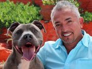 Controversy Erupts Over Episode With Celebrity Dog Trainer Controversy Erupts Over Episode With Celebrity Dog Trainer