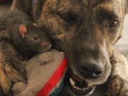 Dog and Rats Are BFFs – You’ve Got to See This Video! Dog and Rats Are BFFs - You've Got to See This Video