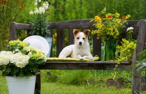9 Reasons to Use Essential Oils for Dogs Essential Oils for Dogs
