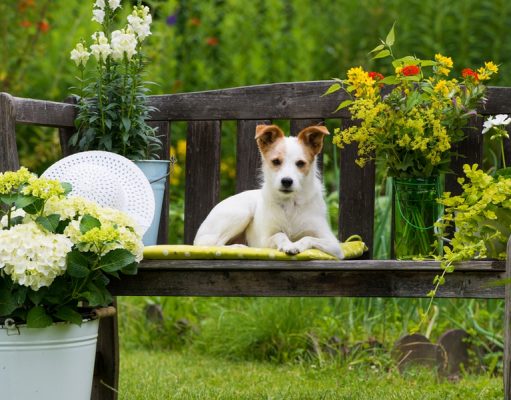 9 Reasons to Use Essential Oils for Dogs Essential Oils for Dogs