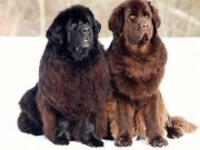 Giant Dog Babysitters Steal Our Hearts Giant Dog Babysitters Steal Our Hearts