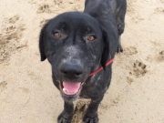 Grab the Tissues for This Dog Rescue Video Grab the Tissues for This Dog Rescue Video