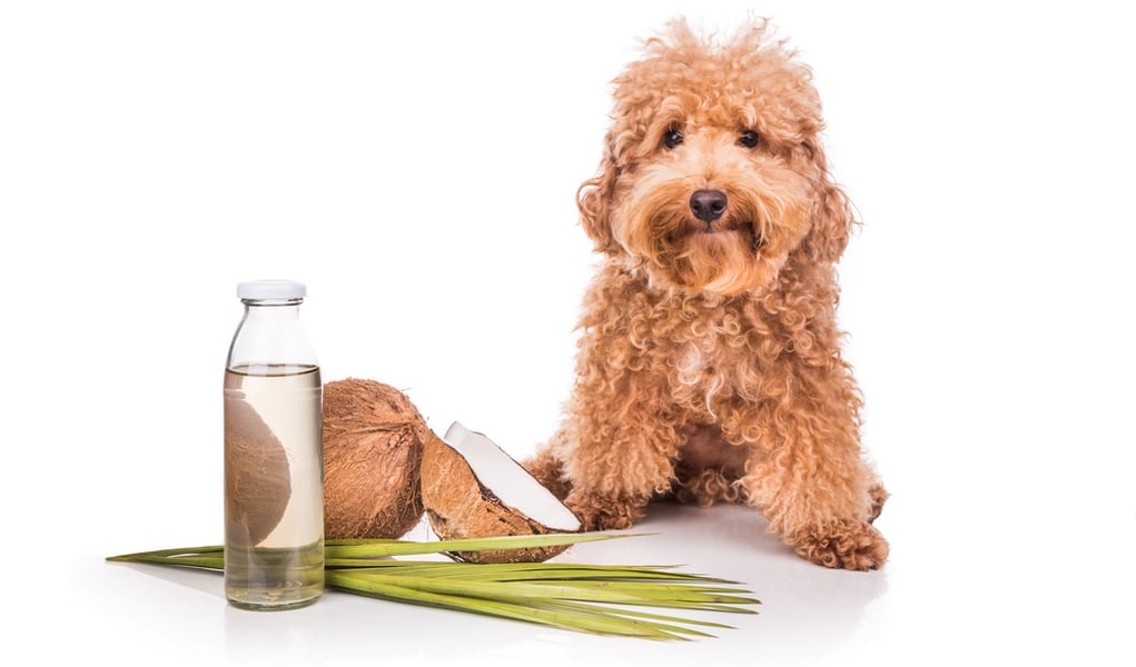 Thumbnail for Is Coconut Oil For Dog Psych Health