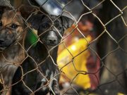 How Could A Dog Survive a Meat Farm Without A BFF? How Could A Dog Survive a Meat Farm Without A BFF