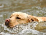 How Did This Dog End Up In the Middle of the Ocean? How Did This Dog End Up In the Middle of the Ocean