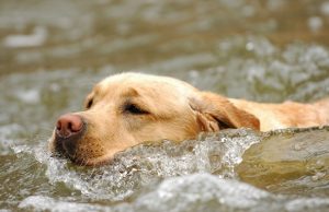 How Did This Dog End Up In the Middle of the Ocean? How Did This Dog End Up In the Middle of the Ocean