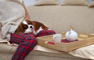 10 Tips On How to Calm Down a Dog How to Calm Down a Dog and Ways to Do It