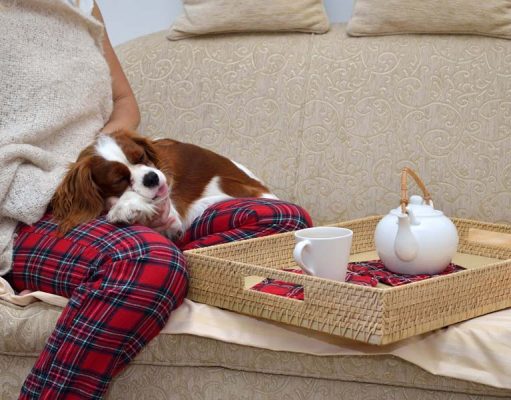 10 Tips On How to Calm Down a Dog How to Calm Down a Dog and Ways to Do It