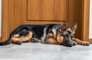 Interview: How to Deal With Separation Anxiety in Dogs How to Deal With Separation Anxiety in Dogs