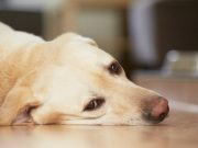 If You Don’t Believe Dogs Have Feelings, Look At These Photos If You Don't Believe Dogs Have Feelings, Look At These Photos