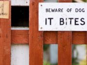 Irish Politician Gets “Bitten” on Comments About “Dangerous” Dog Breeds Irish Politician Gets Bitten on Comments About Dangerous Dog Breeds