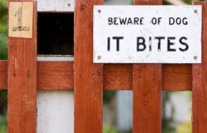 Irish Politician Gets “Bitten” on Comments About “Dangerous” Dog Breeds Irish Politician Gets Bitten on Comments About Dangerous Dog Breeds