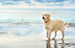 Labrador Retriever Breed Profile: A Comprehensive Guide Labrador Retriever Dog Breed