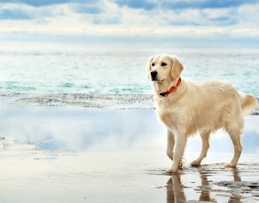 Labrador Retriever Breed Profile: A Comprehensive Guide Labrador Retriever Dog Breed