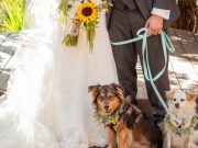 Money Saving Secret Revealed About Dogs In Weddings Money Saving Secret Revealed About Dogs Filming Weddings
