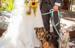Money Saving Secret Revealed About Dogs In Weddings Money Saving Secret Revealed About Dogs Filming Weddings