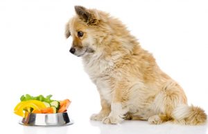 5 Most Healthy Dog Food Brands (USDA Organic Certified) Top 5 Most Healthy Dog Food Brands (USDA Organic Certified)