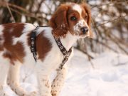 New Celebrity Puppy Alert! New Celebrity Puppy Alert