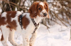 New Celebrity Puppy Alert! New Celebrity Puppy Alert