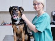 New High-Tech Device Makes HUGE Advance in Veterinary Medicine New High-Tech Device Makes HUGE Advance in Veterinary Medicine