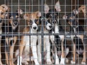 One Day to Live and Saved by a Hug! One Day to Live and Saved by a Hug