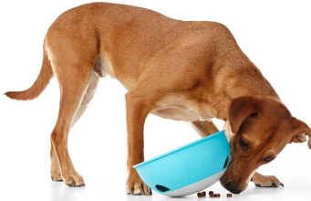 Review: PAW5 Puzzle Feeder for Dogs PAW5 Puzzle Feeder for Dogs Review