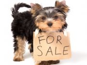 Philly Says No to Selling Puppies in Pet Stores and Flea Markets Philly Says No to Selling Puppies in Pet Stores and Flea Markets