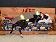 Rescued From a Burning House, This Pit Bull Is Now an Honorary Firefighter Rescued From a Burning House, This Pit Bull Is Now an Honorary Firefighter