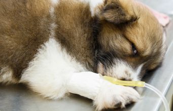 7 Resources to Help You Understand Parvovirus Resources to Help You Understand Parvovirus