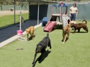 Runaway Canine Joins His Friends at Doggy Daycare Runaway Canine Joins His Friends at Doggy Daycare