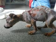 Scalded and Thrown From the 4th Floor, This Puppy Cheats Death Scalded and Thrown From the 4th Floor, This Puppy Cheats Death