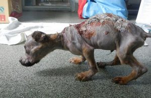 Scalded and Thrown From the 4th Floor, This Puppy Cheats Death Scalded and Thrown From the 4th Floor, This Puppy Cheats Death