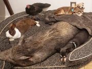 Species Doesn’t Matter To This Guy – He’ll Adopt Any Animal! Species Doesn't Matter To This Guy - He'll Adopt Anything