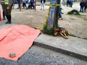 Sudden Tragedy Reveals The Strong Bond Between Humans and Animals Sudden Tragedy Reveals The Strong Bond Between Humans and Animals