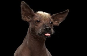 10 Strangest Dog Breeds on the Planet The 10 Strangest Dog Breeds on the Planet