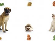 The Global Pet Product of 2016 Probably Isn’t What You Think The Global Pet Product of 2016 Probably Isn't What You Think