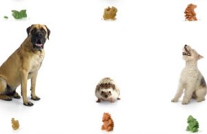 The Global Pet Product of 2016 Probably Isn’t What You Think The Global Pet Product of 2016 Probably Isn't What You Think