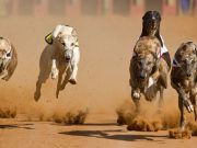 The Races End Leaving Hundreds of Greyhounds Homeless The Races End Leaving Hundreds of Greyhounds Homeless