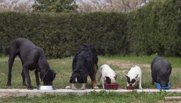 There’s Always One Odd Ball In The Group, Watch This Funny Video