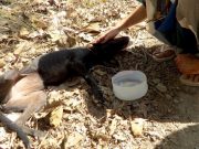 This Doesn’t Typically Happen When You Help a Stray Dog This Doesn't Typically Happen When You Help a Stray Dog