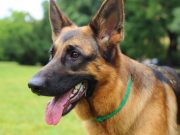 This Dog Adopts a Baby Tiger – You Won’t Believe It Until You See It! This Dog Adopted a Baby Tiger