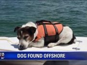 This Dog Swam In the Gulf of Mexico for 3 Hours Before Being Rescued This Dog Swam In the Gulf of Mexico for 3 Hours Before Being Rescued