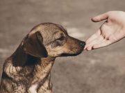 This Dog Was Minutes Away From Being Euthanized and Then This Happened This Dog Was Minutes Away From Being Euthanized and Then This Happened