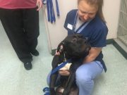 This Mastiff Mix Didn’t Always Look Like This This Mastiff Mix Didn't Always Look Like This