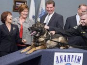 This Police K-9 Survived Being Shot, But What Happened Next is Heartbreaking This Police K-9 Survived Being Shot, But What Happened Next is Heartbreaking