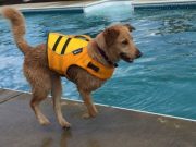 This Three Legged Dog Will Pull Your Heart Strings This Three Legged Dog Will Pull Your Heart Strings