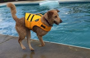 This Three Legged Dog Will Pull Your Heart Strings This Three Legged Dog Will Pull Your Heart Strings