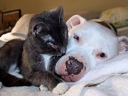 Three Blind Cats Nurtured Back to Life by Two Pit Bulls Three Blind Cats Nurtured Back to Life by Two Pit Bulls