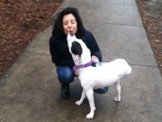 Three Legged Pit Bull Rescued Thanks to Facebook Three Legged Pit Bull Rescued Thanks to Facebook